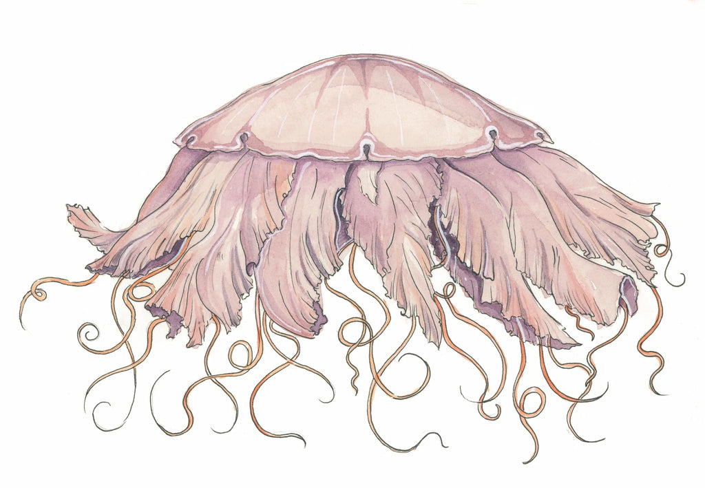 Medusa Nodriza