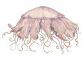 Medusa Nodriza