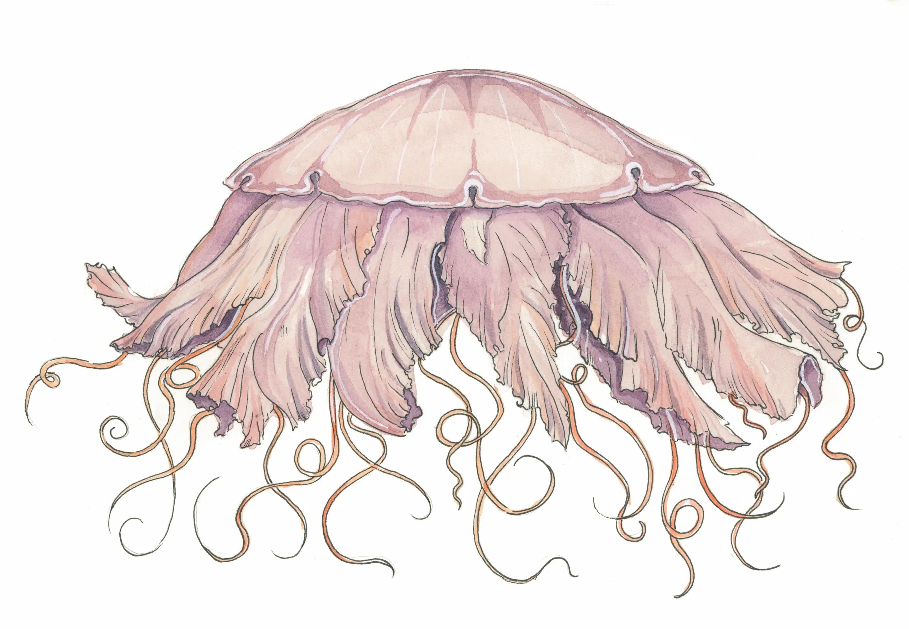 Medusa Nodriza