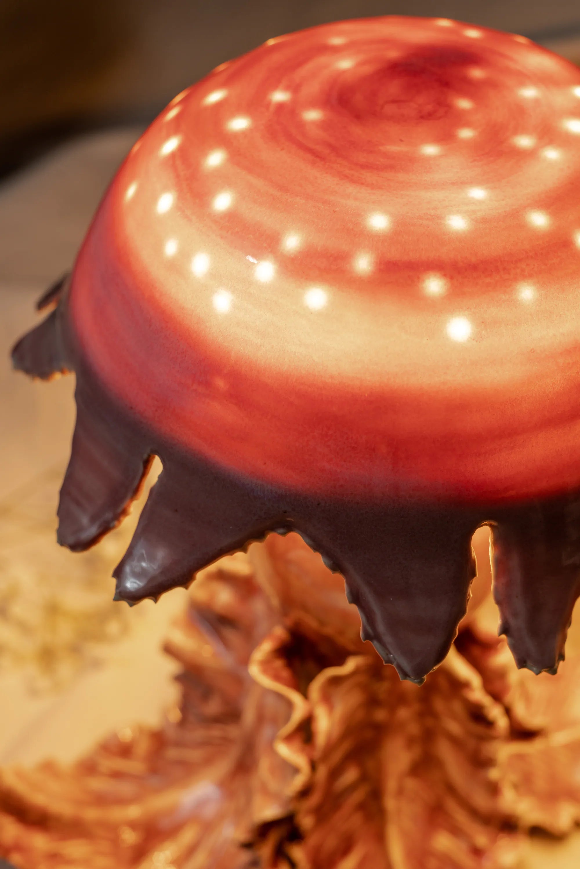 Cnidaria